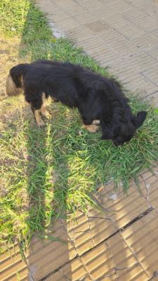 Perro Macho de tamaño Mediano encontrado, en la localidad de Villa Bosch, Imagen 3 de 4