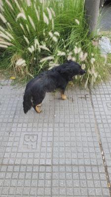 Perro Macho de tamaño Mediano encontrado, en la localidad de Villa Bosch, Imagen 2 de 4