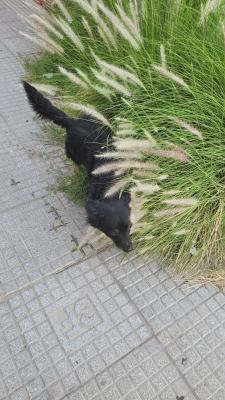 Perro Macho de tamaño Mediano encontrado, en la localidad de Villa Bosch, Imagen 1 de 4