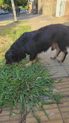 Perro Macho de tamaño Mediano encontrado, en la localidad de Villa Bosch, Imagen 4 de 4